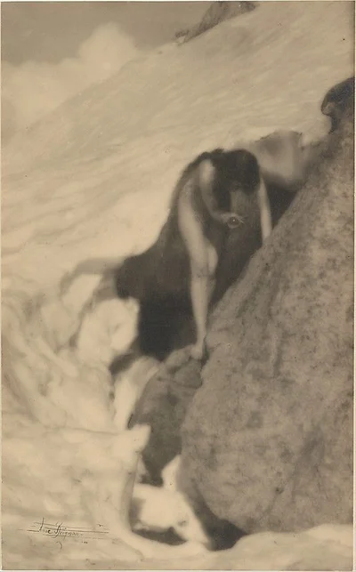 thaw female