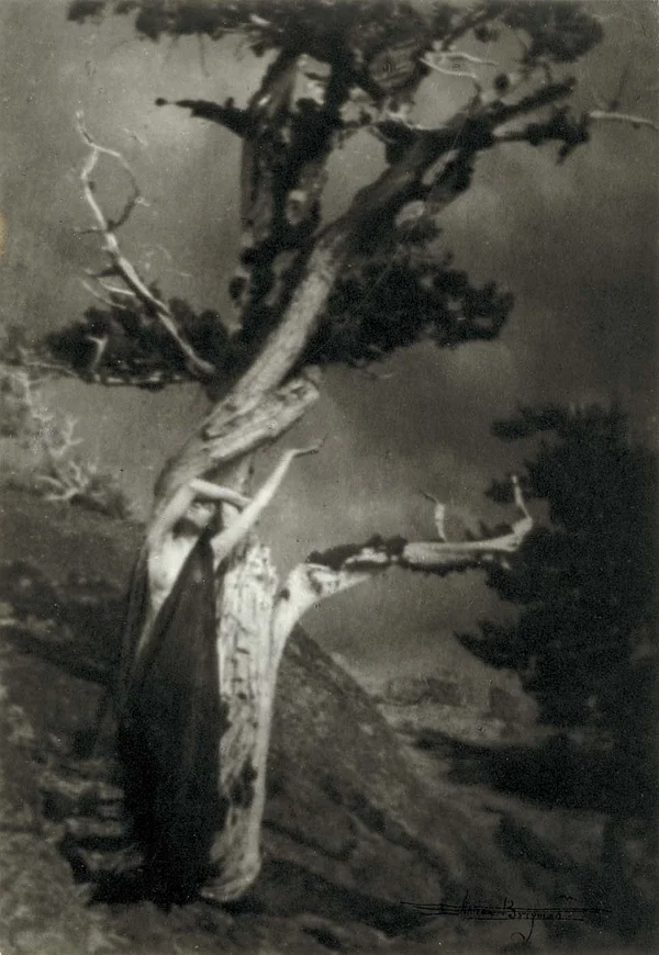 dying-cedar female