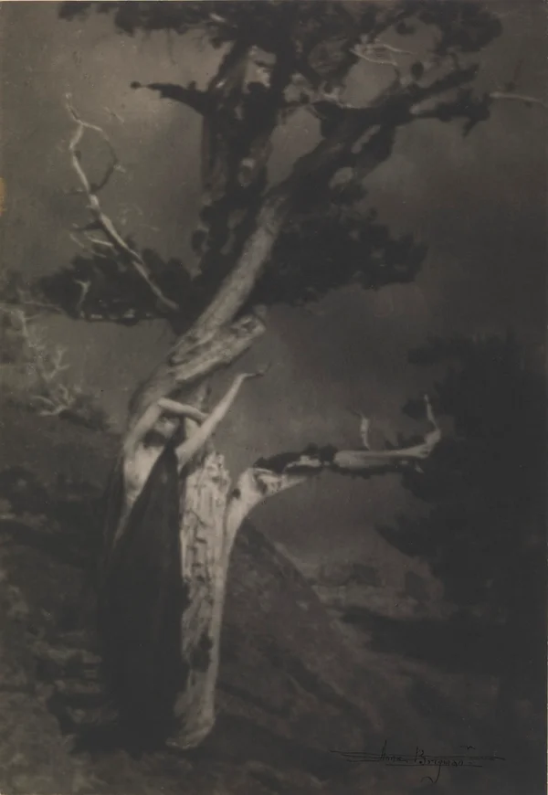 the-dying-cedar female platinum-print