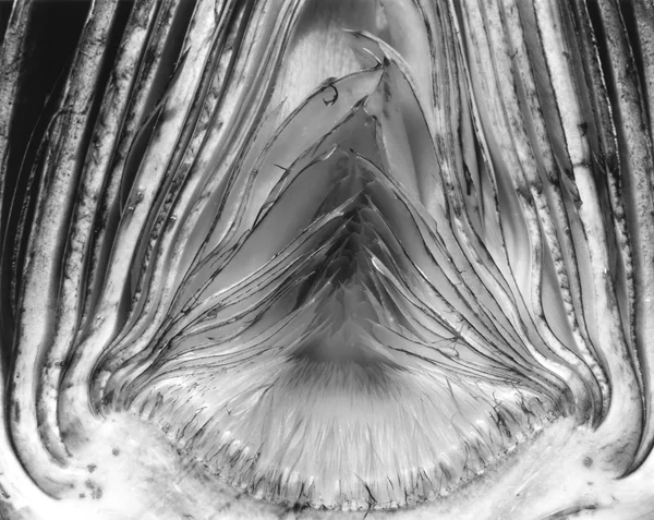 artichoke-halved object