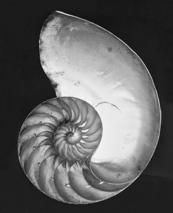 nautilus-shell object
