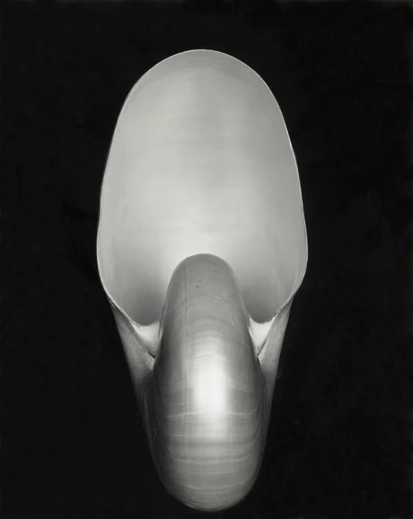 nautilus object